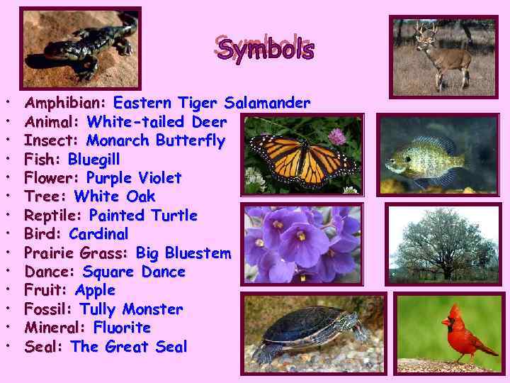  • • • • Amphibian: Eastern Tiger Salamander Animal: White-tailed Deer Insect: Monarch