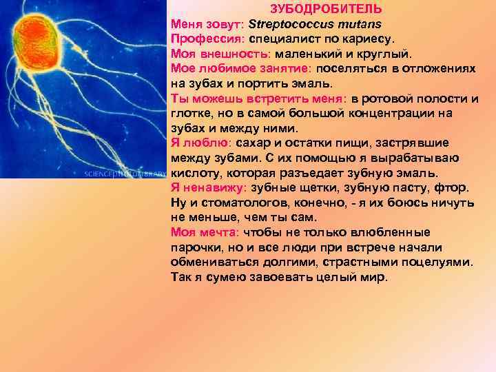 ЗУБОДРОБИТЕЛЬ Меня зовут: Streptococcus mutans Профессия: специалист по кариесу. Моя внешность: маленький и круглый.