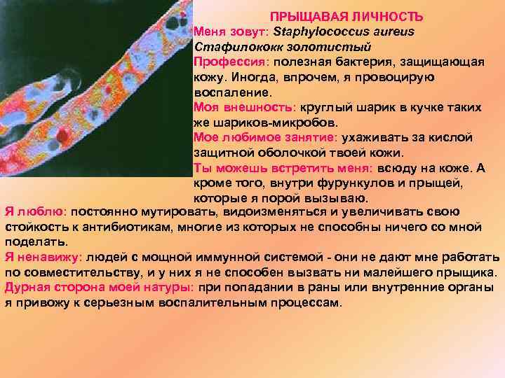 ПРЫЩАВАЯ ЛИЧНОСТЬ Меня зовут: Staphylococcus aureus Стафилококк золотистый Профессия: полезная бактерия, защищающая кожу. Иногда,