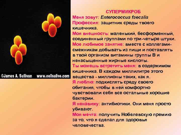 СУПЕРМИКРОБ Меня зовут: Enterococcus faecalis Профессия: защитник среды твоего кишечника. Моя внешность: маленький, бесформенный,