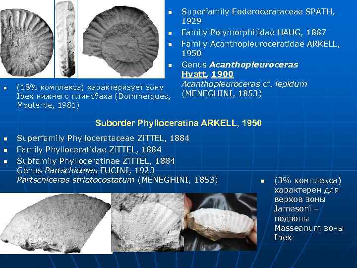 n n n (18% комплекса) характеризует зону Ibex нижнего плинсбаха (Dommergues, Mouterde, 1981) Superfamily