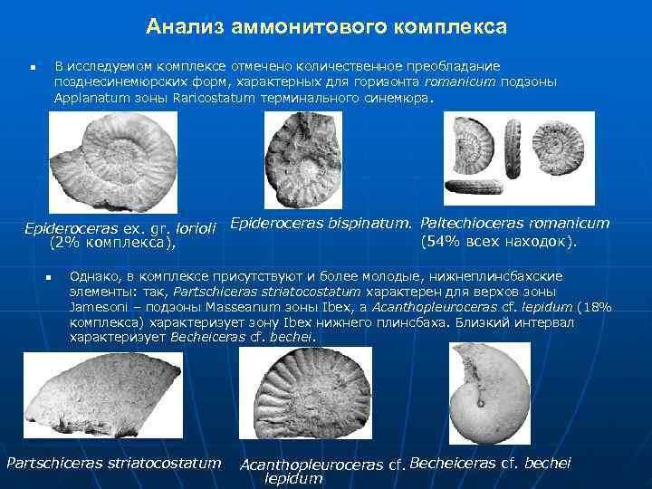 Анализ аммонитового комплекса В исследуемом комплексе отмечено количественное преобладание позднесинемюрских форм, характерных для горизонта