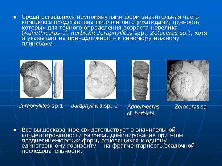 n Среди оставшихся неупомянутыми форм значительная часть комплекса представлена филло и литоцератидами, ценность которых