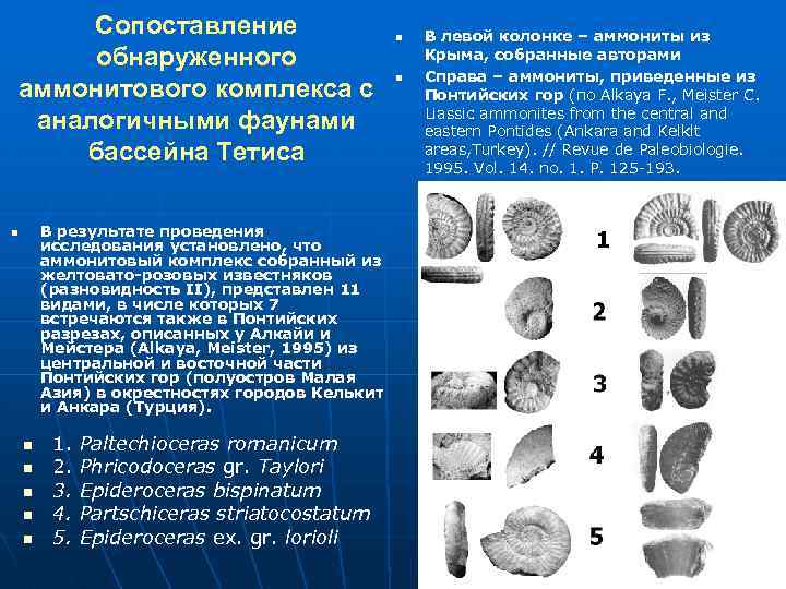 Сопоставление обнаруженного аммонитового комплекса с аналогичными фаунами бассейна Тетиса В результате проведения исследования установлено,