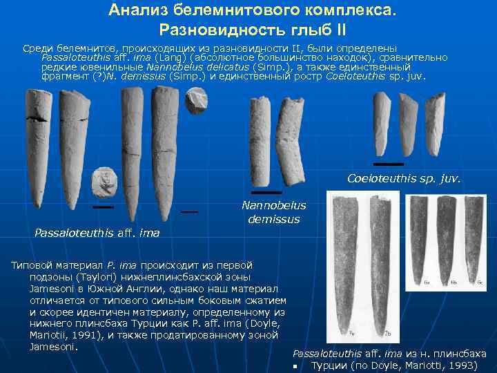 Анализ белемнитового комплекса. Разновидность глыб II Среди белемнитов, происходящих из разновидности II, были определены