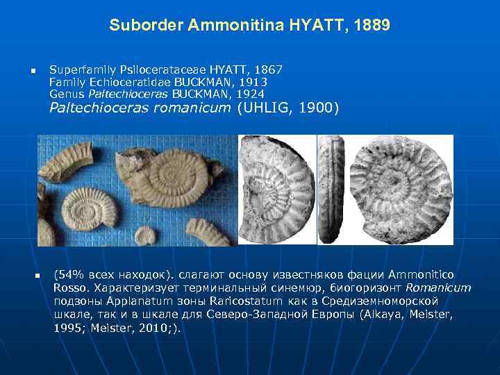 Suborder Ammonitina HYATT, 1889 n Superfamily Psilocerataceae HYATT, 1867 Family Echioceratidae BUCKMAN, 1913 Genus