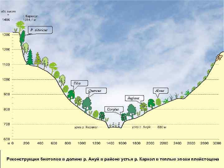 P. sibiricus Tilia Quercus Alnus Juglans Corylus Реконструкция биотопов в долине р. Ануй в