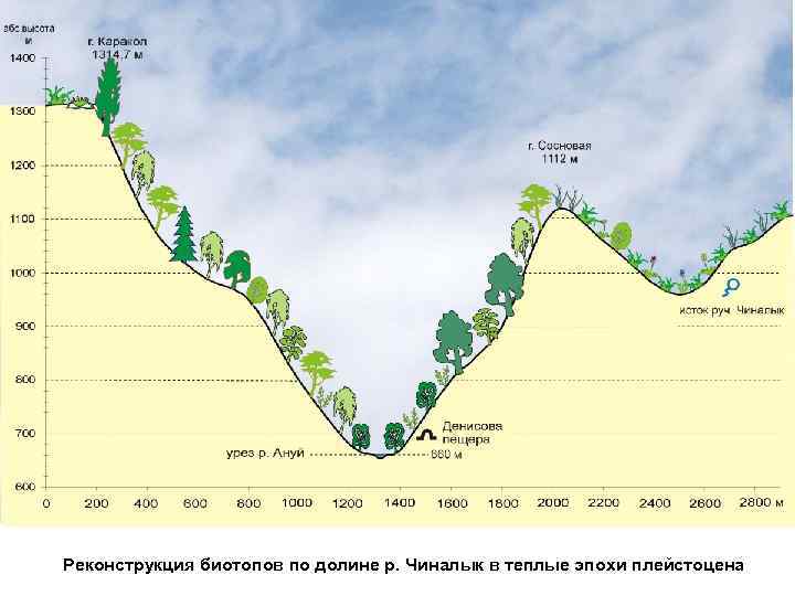 Реконструкция биотопов в долине Ануя до р. Чиналык в теплые эпохи плейстоцена Реконструкция биотопов