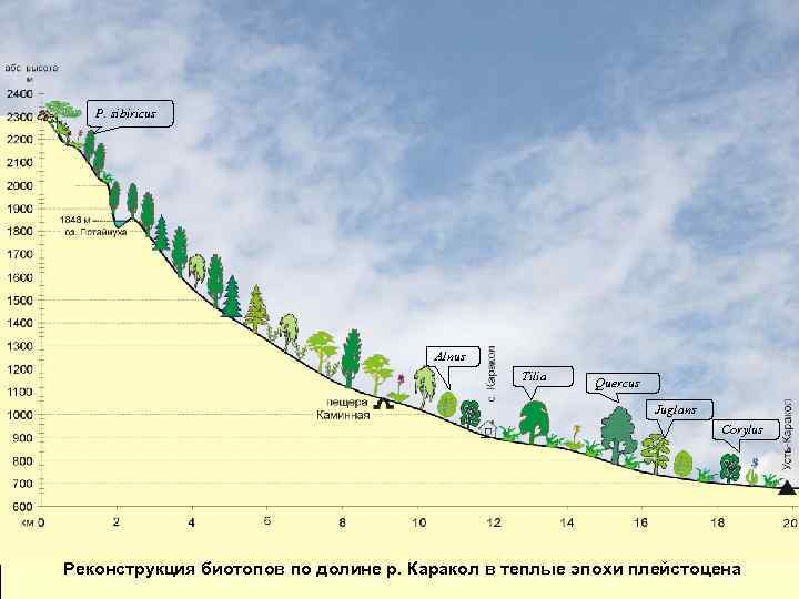 P. sibiricus Alnus Tilia Quercus Juglans Corylus Реконструкция биотопов по долине р. Каракол в