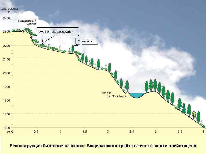 dwarf shrubs association P. sibiricus Реконструкция биотопов на склоне Бащелакского хребта в теплые эпохи