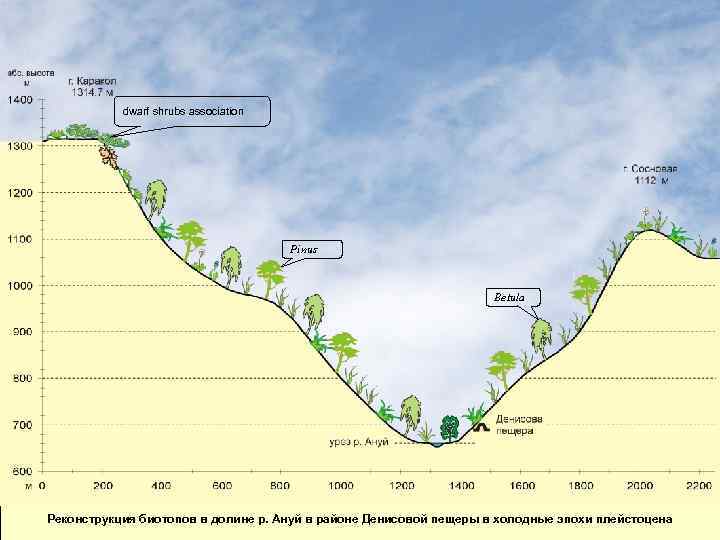 dwarf shrubs association Pinus Betula Реконструкция биотопов в долине р. Ануй в районе Денисовой