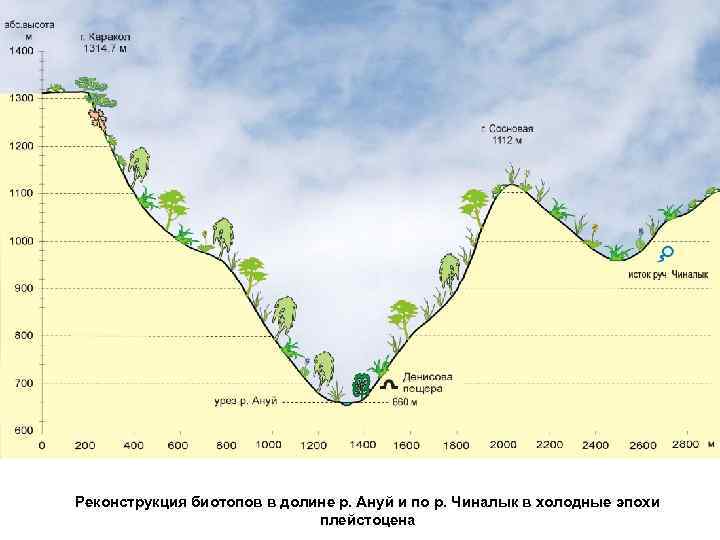 Биотопы в долине Ануя у Денисовой пещеры и р. Чиналык в холодные эпохи плейстоцена