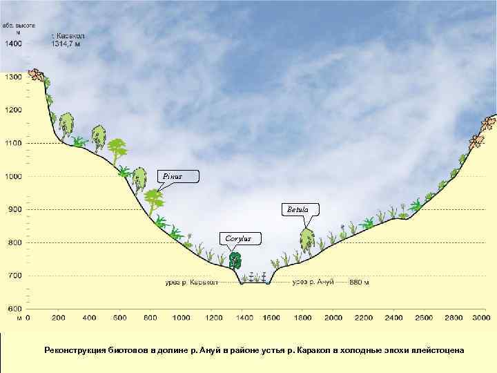Pinus Betula Corylus Реконструкция биотопов в долине р. Ануй в районе устья р. Каракол