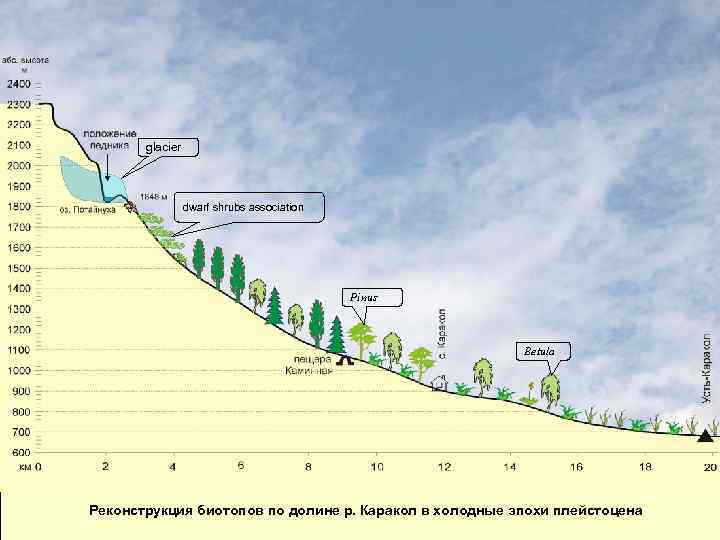 glacier dwarf shrubs association Pinus Betula Реконструкция биотопов по долине р. Каракол в холодные