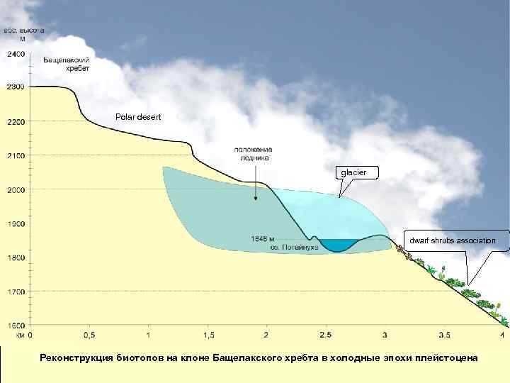 Polar desert glacier dwarf shrubs association Реконструкция биотопов на клоне Бащелакского хребта в холодные