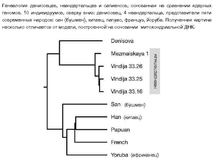 Генеалогия денисовцев, неандертальцев и сапиенсов, основанная на сравнении ядерных геномов. 10 индивидуумов, сверху вниз: