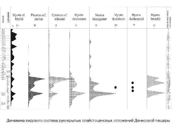 Динамика видового состава рукокрылых плейстоценовых отложений Денисовой пещеры 