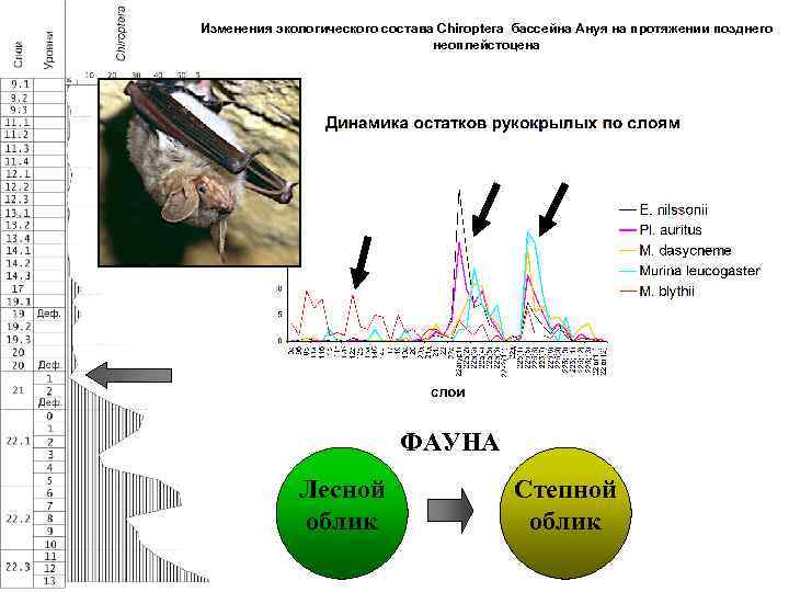Изменения экологического состава Chiroptera бассейна Ануя на протяжении позднего неоплейстоцена ФАУНА Лесной облик Степной