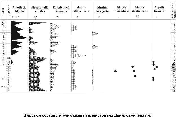 Видовой состав летучих мышей плейстоцена Денисовой пещеры 