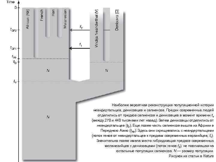 Наиболее вероятная реконструкция популяционной истории неандертальцев, денисовцев и сапиенсов. Предки современных людей отделились от