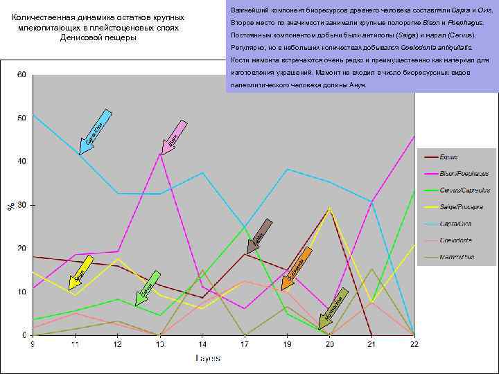 Количественная динамика остатков крупных млекопитающих в плейстоценовых слоях Денисовой пещеры Важнейший компонент биоресурсов древнего