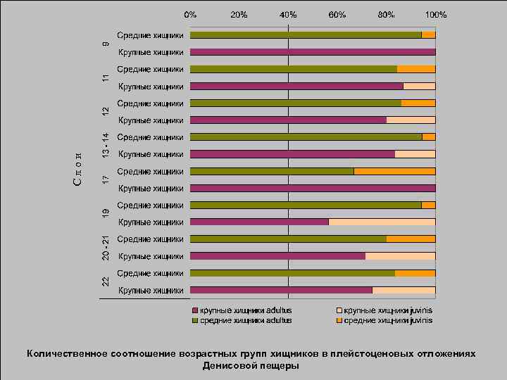 Слои Количественное соотношение возрастных групп хищников в плейстоценовых отложениях Денисовой пещеры 