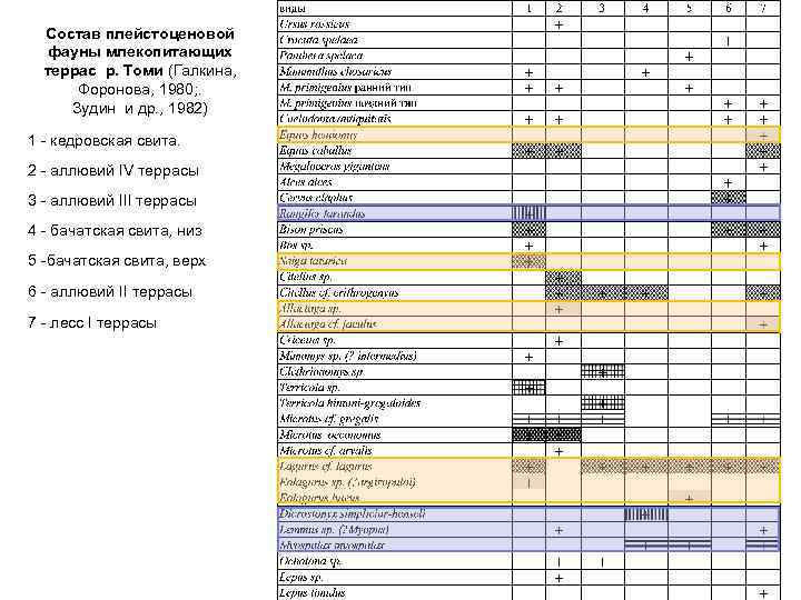 Состав плейстоценовой фауны млекопитающих террас р. Томи (Галкина, Форонова, 1980; . Зудин и др.
