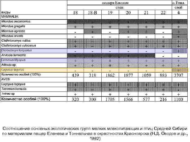 Соотношение основных экологических групп мелких млекопитающих и птиц Средней Сибири по материалам пещер Еленева