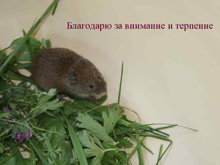 Благодарю за внимание и терпение 