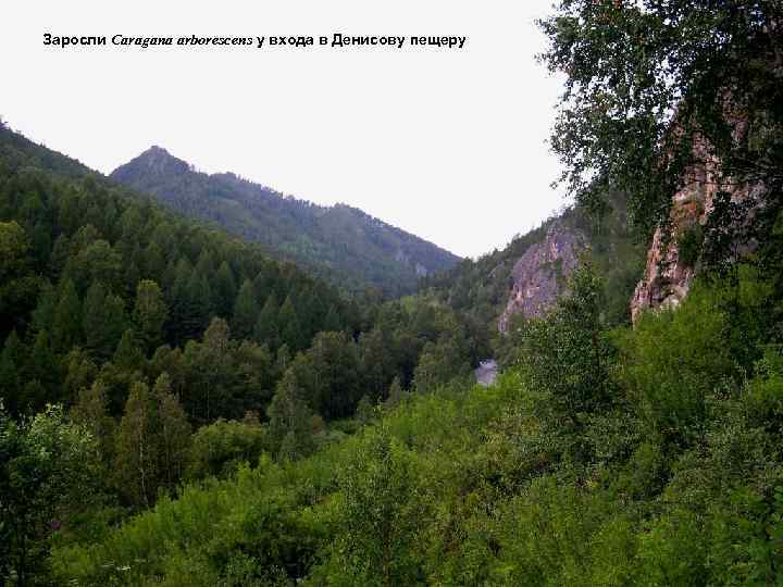 Заросли Caragana arborescens у входа в Денисову пещеру 