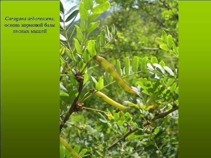 Caragana arborescens, основа кормовой базы лесных мышей 