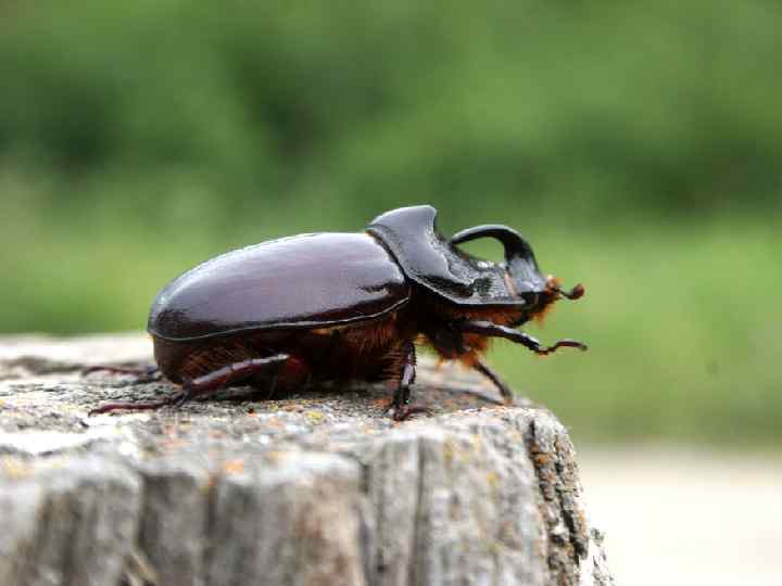 Жук-носорог 