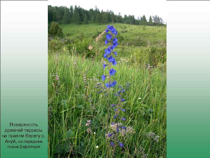 Поверхность древней террасы на правом берегу р. Ануй, на переднем плане Delphinium 