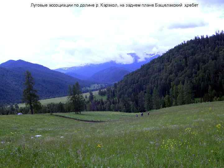 Луговые ассоциации по долине р. Каракол, на заднем плане Бащелакский хребет 
