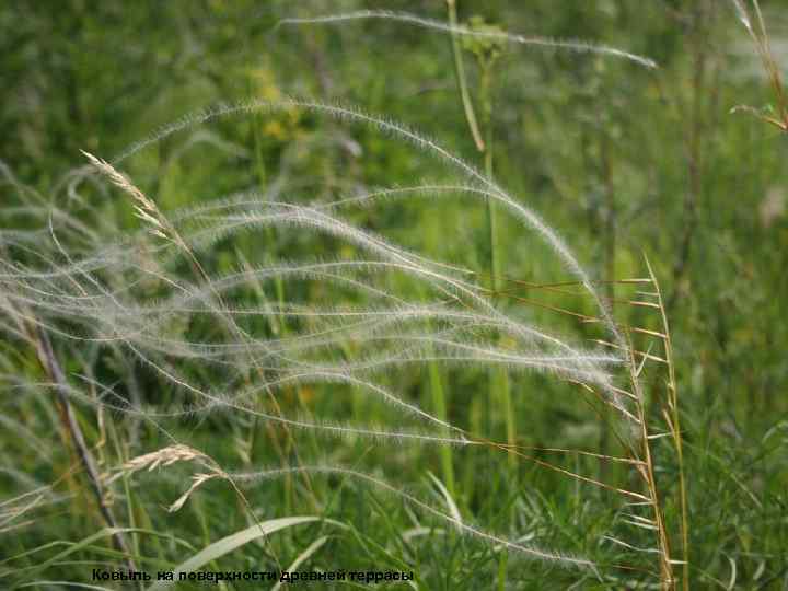 Ковыль на поверхности древней террасы 