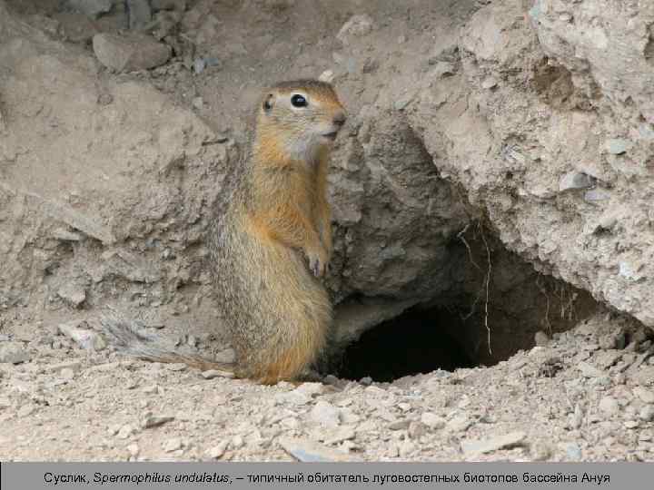 Суслик, Spermophilus undulatus, – типичный обитатель луговостепных биотопов бассейна Ануя 