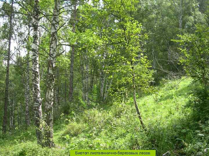 Биотоп лиственнично-березовых лесов 