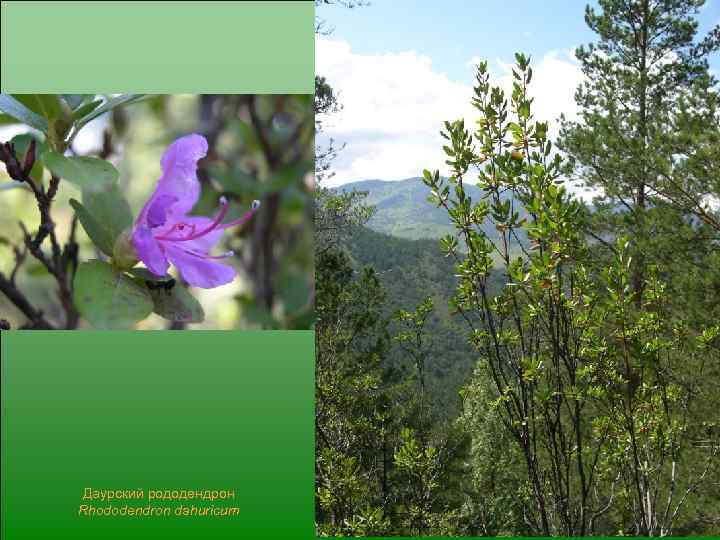 Даурский рододендрон Rhododendron dahuricum 