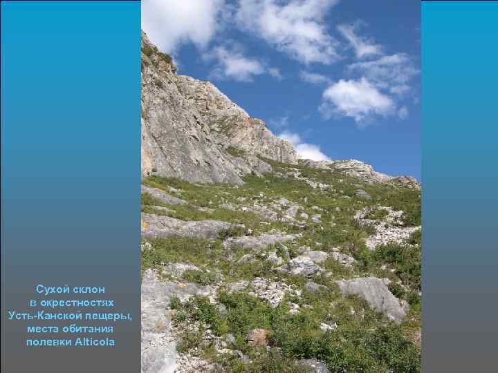 Сухой склон в окрестностях Усть-Канской пещеры, места обитания полевки Alticola 