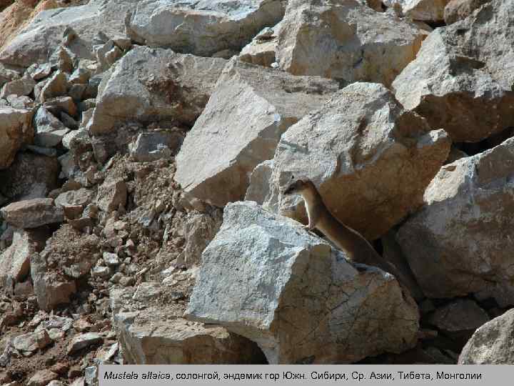 Mustela altaica, солонгой, эндемик гор Южн. Сибири, Ср. Азии, Тибета, Монголии 