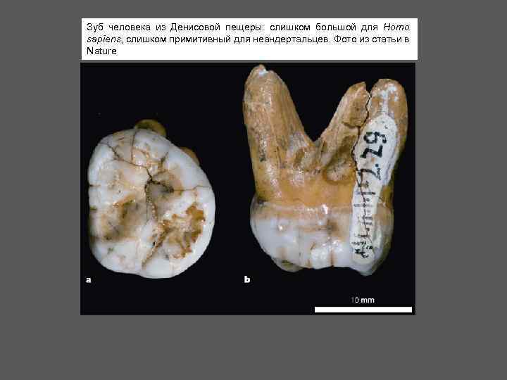 Зуб человека из Денисовой пещеры: слишком большой для Homo sapiens, слишком примитивный для неандертальцев.