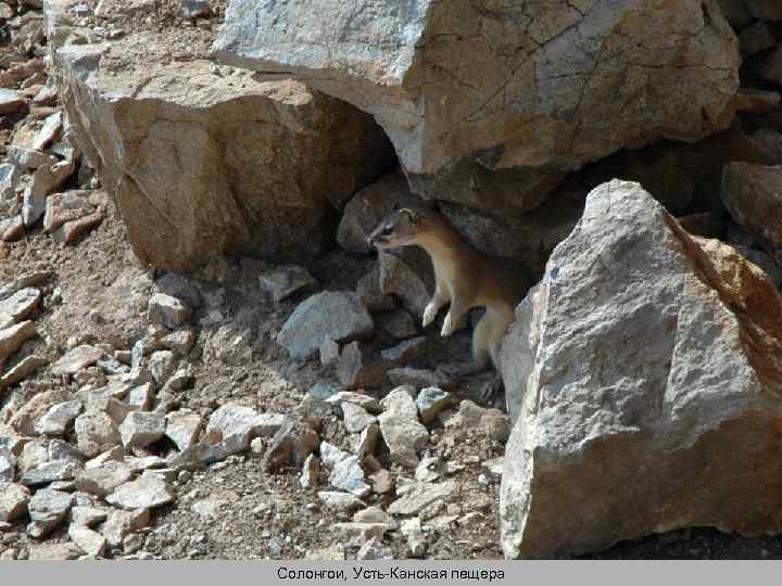 Солонгои, Усть-Канская пещера 
