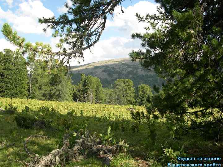 Кедрач на склоне Бащелакского хребта 