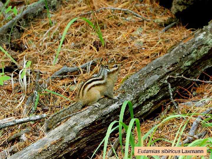 Eutamias sibiricus Laxmann 