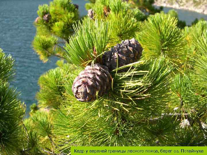 Кедр у верхней границы лесного пояса, берег оз. Потайнуха 