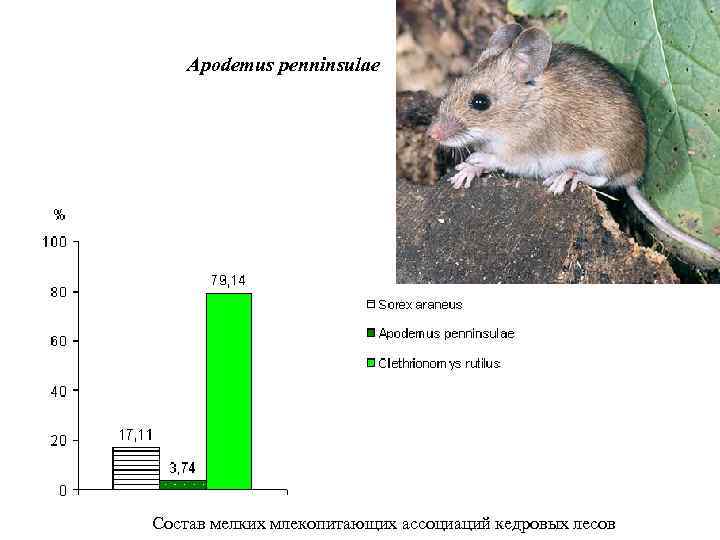 Apodemus penninsulae Состав мелких млекопитающих ассоциаций кедровых лесов 