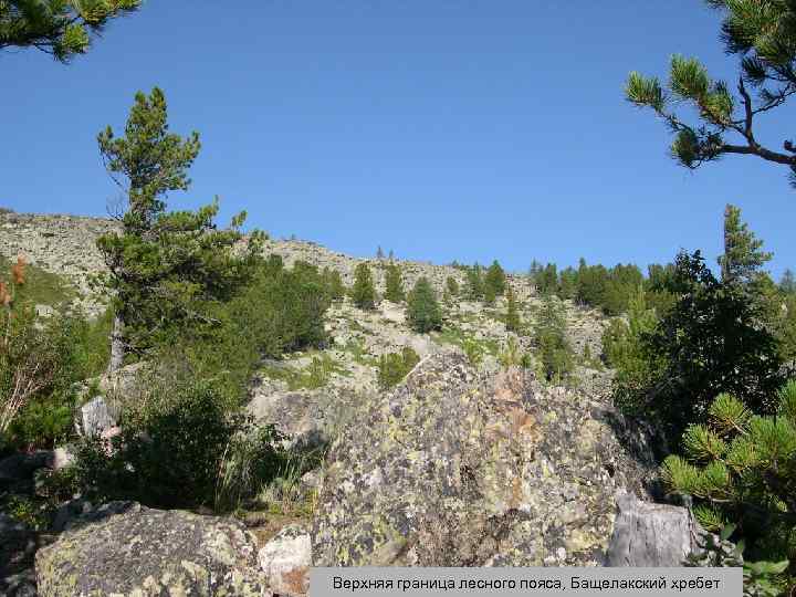Верхняя граница лесного пояса, Бащелакский хребет 