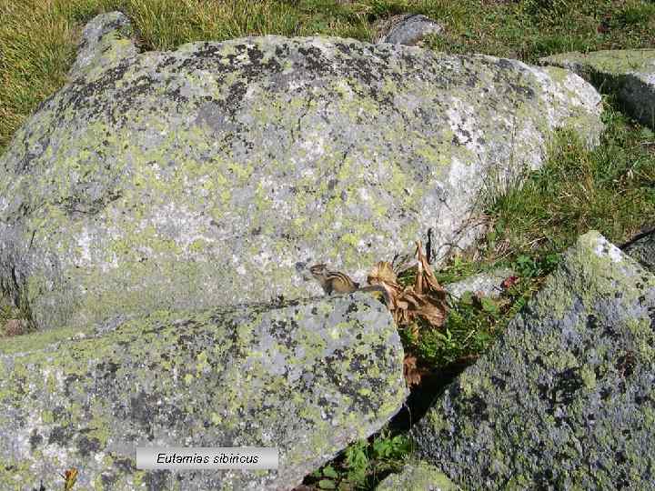 Eutamias sibiricus 
