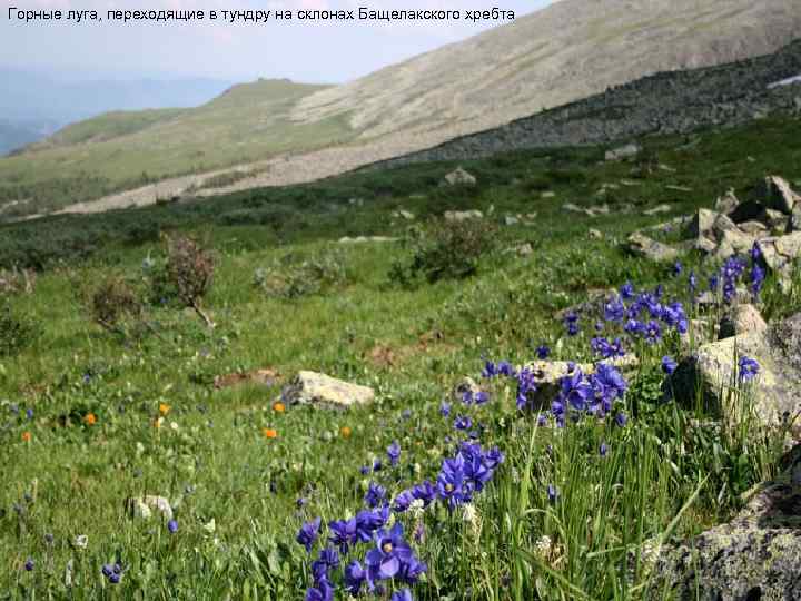 Горные луга, переходящие в тундру на склонах Бащелакского хребта Альпийские растения в горной тундре