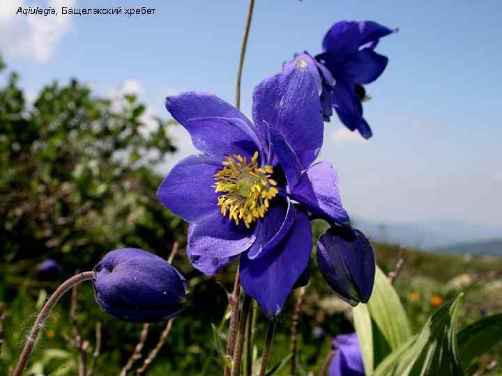 Aqiulegia, Бащелакский хребет 